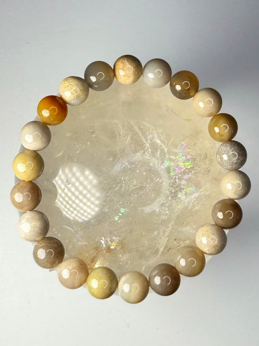 Fossilized Coral Bracelet